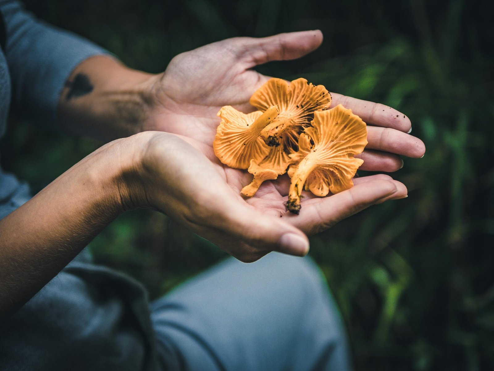 Experiencia Fungi